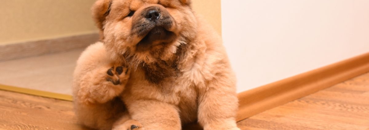 Head Lice vs. Fleas: How To Tell the Difference