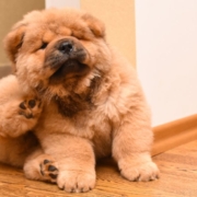 Head Lice vs. Fleas: How To Tell the Difference