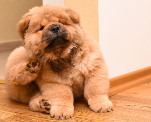 Head Lice vs. Fleas: How To Tell the Difference