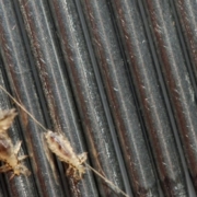 Head Lice, Nits & Eggs: What Do They Look Like?