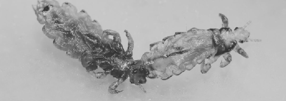 Where Head Lice Comes From: An Origin Story