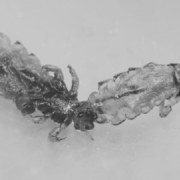 Where Head Lice Comes From: An Origin Story