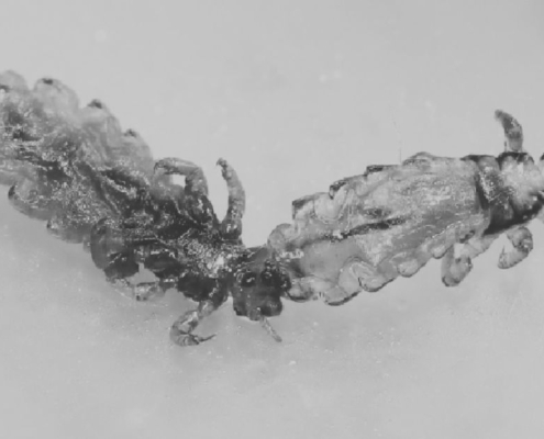 Where Head Lice Comes From: An Origin Story