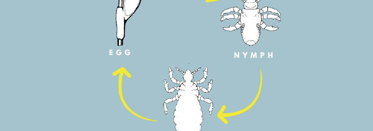 What To Know About the Life Cycle of Head Lice