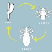 What To Know About the Life Cycle of Head Lice