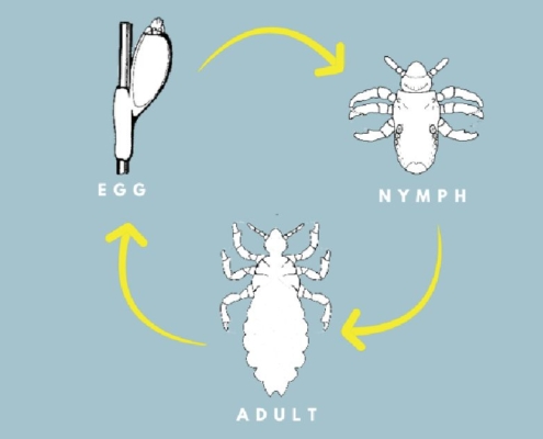 What To Know About the Life Cycle of Head Lice