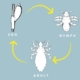 What To Know About the Life Cycle of Head Lice